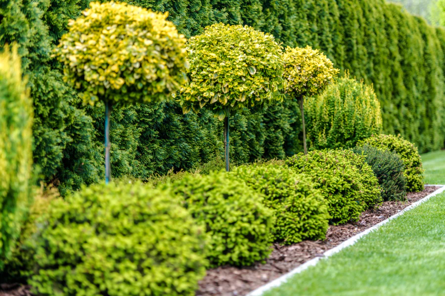 shrubs in a property