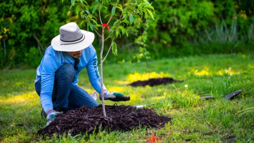 Native Plant Landscaping 1